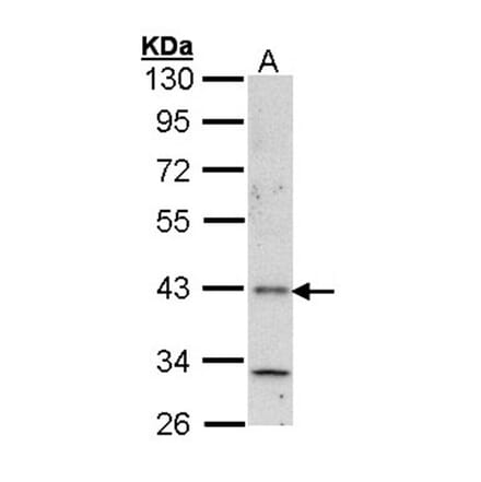 Histamine H4 Receptor antibody from Signalway Antibody (22820) - Antibodies.com