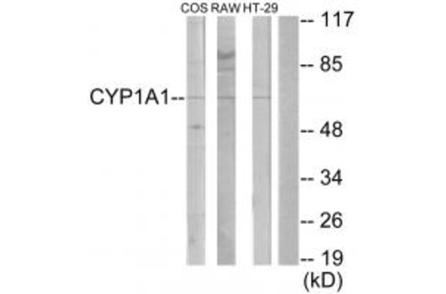 Western blot - Cytochrome P450 1A1/2 Antibody from Signalway Antibody (34227) - Antibodies.com