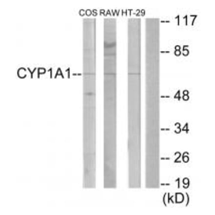 Western blot - Cytochrome P450 1A1/2 Antibody from Signalway Antibody (34227) - Antibodies.com