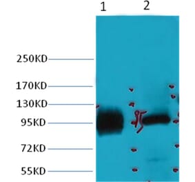 Western blot - ABCB5 Mouse Monoclonal Antibody from Signalway Antibody (38031) - Antibodies.com