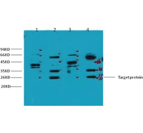 Western blot - ERCC1 Mouse Monoclonal Antibody from Signalway Antibody (38035) - Antibodies.com
