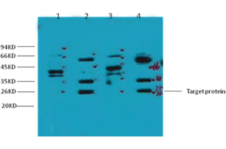 Western blot - ERCC1 Mouse Monoclonal Antibody from Signalway Antibody (38035) - Antibodies.com