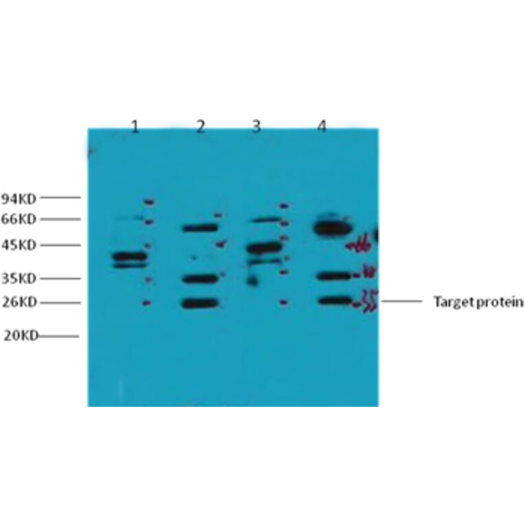 Western blot - ERCC1 Mouse Monoclonal Antibody from Signalway Antibody (38035) - Antibodies.com