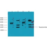 Western blot - ERCC1 Mouse Monoclonal Antibody from Signalway Antibody (38035) - Antibodies.com