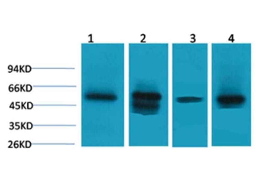 Western blot - LDHD Rabbit Polyclonal Antibody from Signalway Antibody (38105) - Antibodies.com