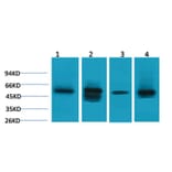 Western blot - LDHD Rabbit Polyclonal Antibody from Signalway Antibody (38105) - Antibodies.com