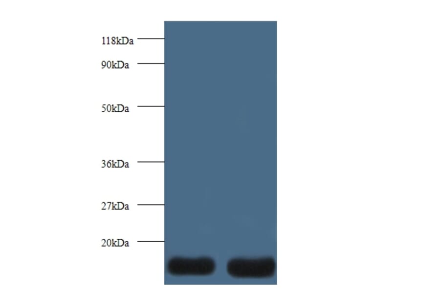 Thioredoxin`Polyclonal Antibody from Signalway Antibody (42377) - Antibodies.com