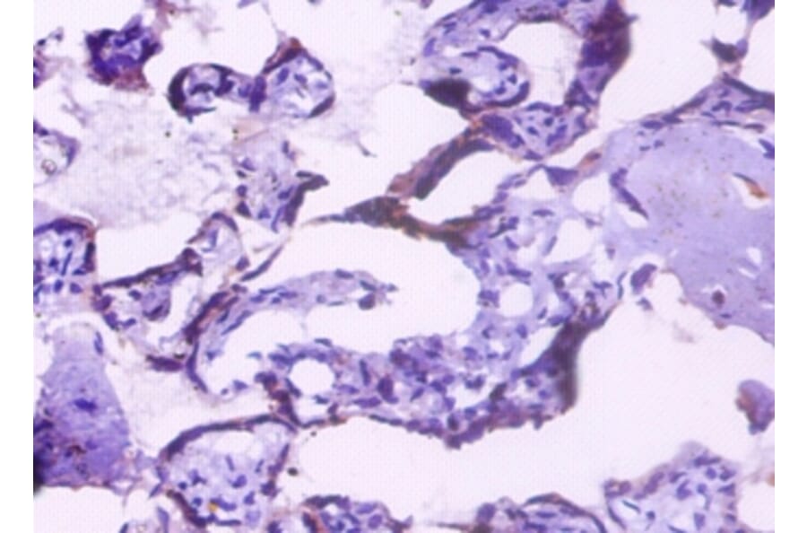 Immunohistochemistry - Endoplasmin Polyclonal Antibody from Signalway Antibody (42532) - Antibodies.com