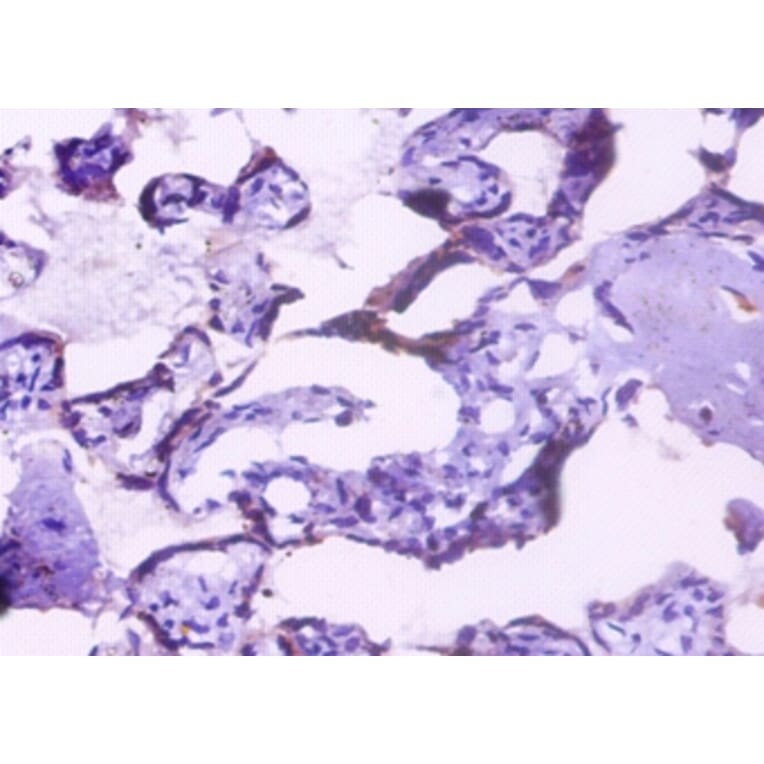 Immunohistochemistry - Endoplasmin Polyclonal Antibody from Signalway Antibody (42532) - Antibodies.com