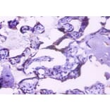 Immunohistochemistry - Endoplasmin Polyclonal Antibody from Signalway Antibody (42532) - Antibodies.com