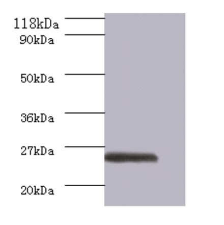 GTPase ERas Polyclonal Antibody from Signalway Antibody (42574) - Antibodies.com