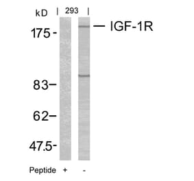 Western blot - IGF-1R (Ab-1165/1166) Antibody from Signalway Antibody (21081) - Antibodies.com