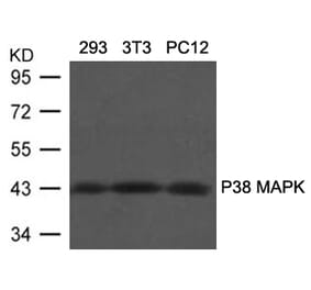 Western blot - P38 MAPK (Ab-180/182) Antibody from Signalway Antibody (21683) - Antibodies.com