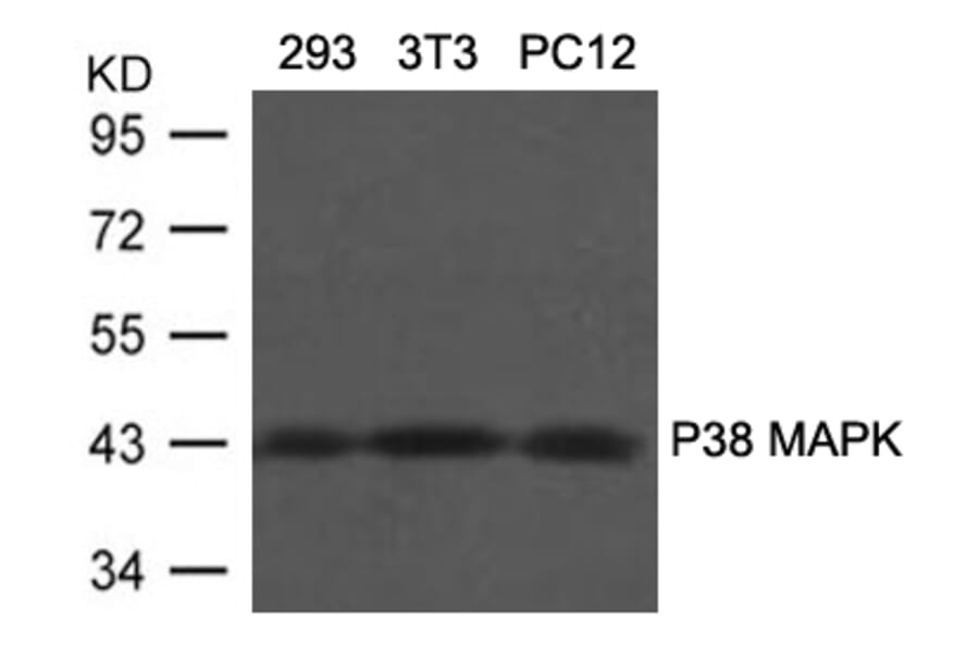 Western blot - P38 MAPK (Ab-180/182) Antibody from Signalway Antibody (21683) - Antibodies.com