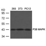 Western blot - P38 MAPK (Ab-180/182) Antibody from Signalway Antibody (21683) - Antibodies.com