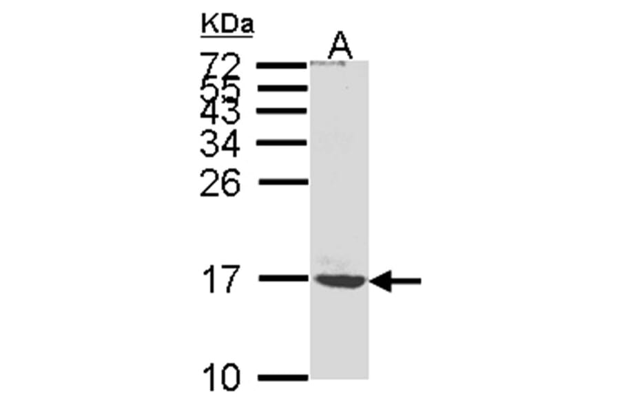 ATP synthase C mature antibody from Signalway Antibody (22398) - Antibodies.com
