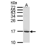 ATP synthase C mature antibody from Signalway Antibody (22398) - Antibodies.com
