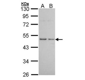 Histamine H3 Receptor antibody from Signalway Antibody (22611) - Antibodies.com