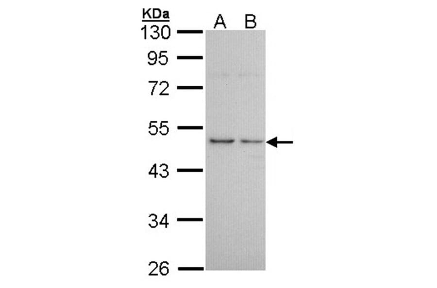 Histamine H3 Receptor antibody from Signalway Antibody (22611) - Antibodies.com