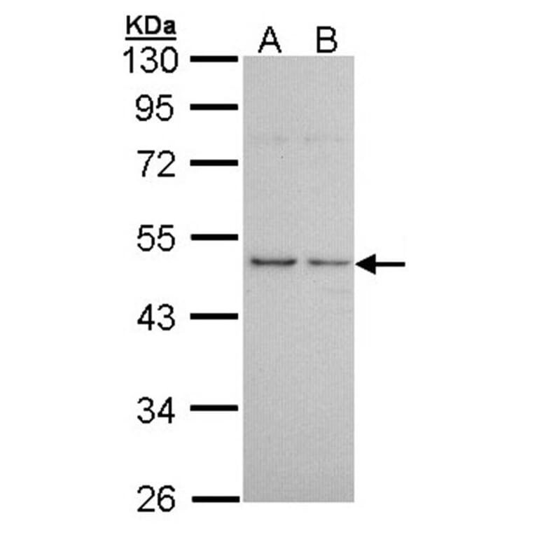 Histamine H3 Receptor antibody from Signalway Antibody (22611) - Antibodies.com