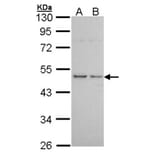 Histamine H3 Receptor antibody from Signalway Antibody (22611) - Antibodies.com