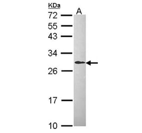 L-xylulose reductase antibody from Signalway Antibody (22685) - Antibodies.com