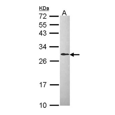 L-xylulose reductase antibody from Signalway Antibody (22685) - Antibodies.com