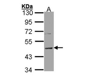 Histamine H3 Receptor antibody from Signalway Antibody (22821) - Antibodies.com
