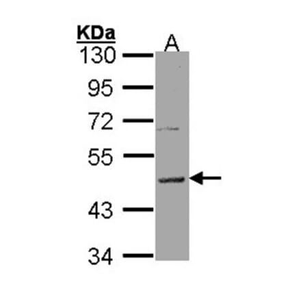 Histamine H3 Receptor antibody from Signalway Antibody (22821) - Antibodies.com