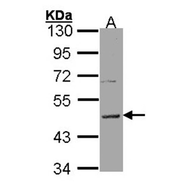 Histamine H3 Receptor antibody from Signalway Antibody (22821) - Antibodies.com