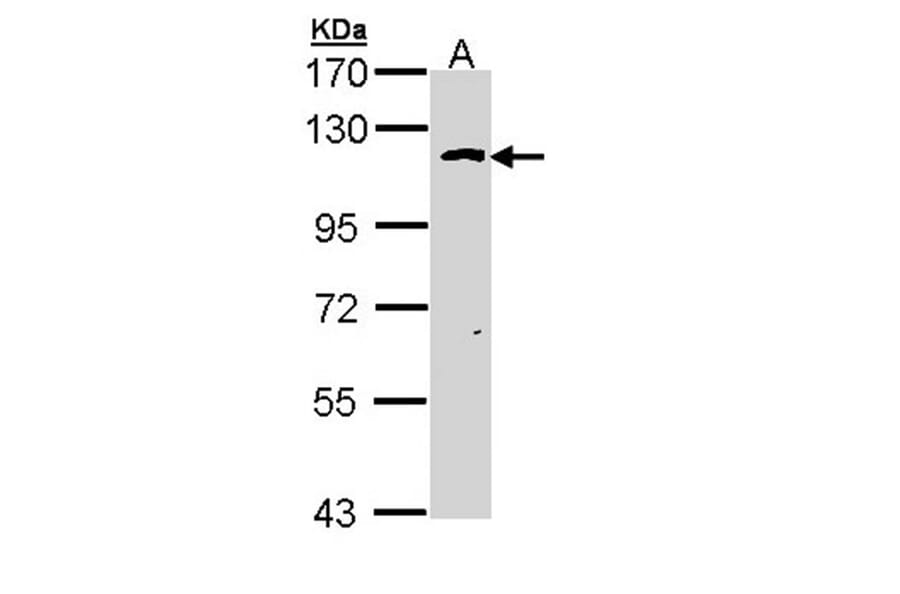 O-GlcNAc transferase antibody from Signalway Antibody (22890) - Antibodies.com