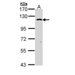 O-GlcNAc transferase antibody from Signalway Antibody (22890) - Antibodies.com