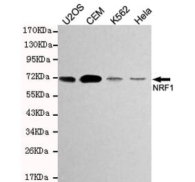 Western blot - TCF11/NRF1 Monoclonal Antibody from Signalway Antibody (27194) - Antibodies.com