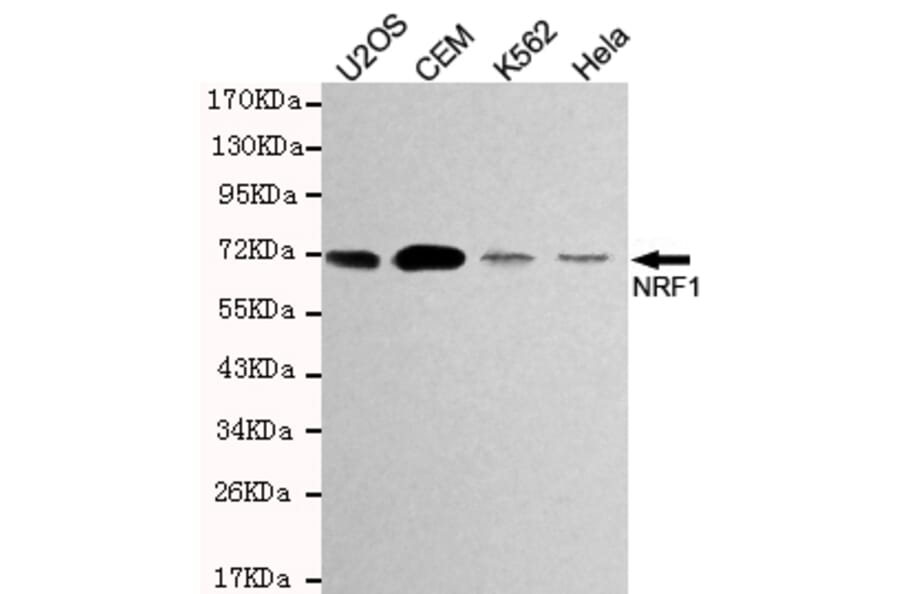 Western blot - TCF11/NRF1 Monoclonal Antibody from Signalway Antibody (27194) - Antibodies.com