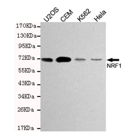 Western blot - TCF11/NRF1 Monoclonal Antibody from Signalway Antibody (27194) - Antibodies.com