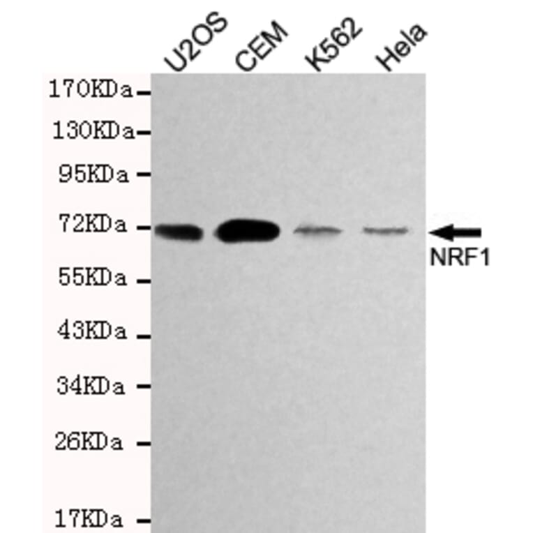 Western blot - TCF11/NRF1 Monoclonal Antibody from Signalway Antibody (27194) - Antibodies.com