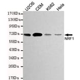 Western blot - TCF11/NRF1 Monoclonal Antibody from Signalway Antibody (27194) - Antibodies.com