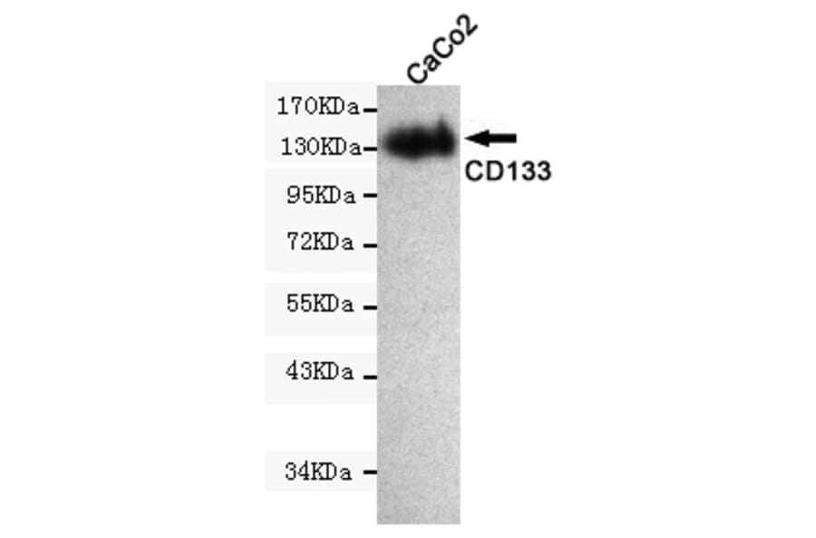 Western blot - Prominin-1 Monoclonal Antibody from Signalway Antibody (27208) - Antibodies.com