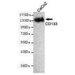 Western blot - Prominin-1 Monoclonal Antibody from Signalway Antibody (27208) - Antibodies.com