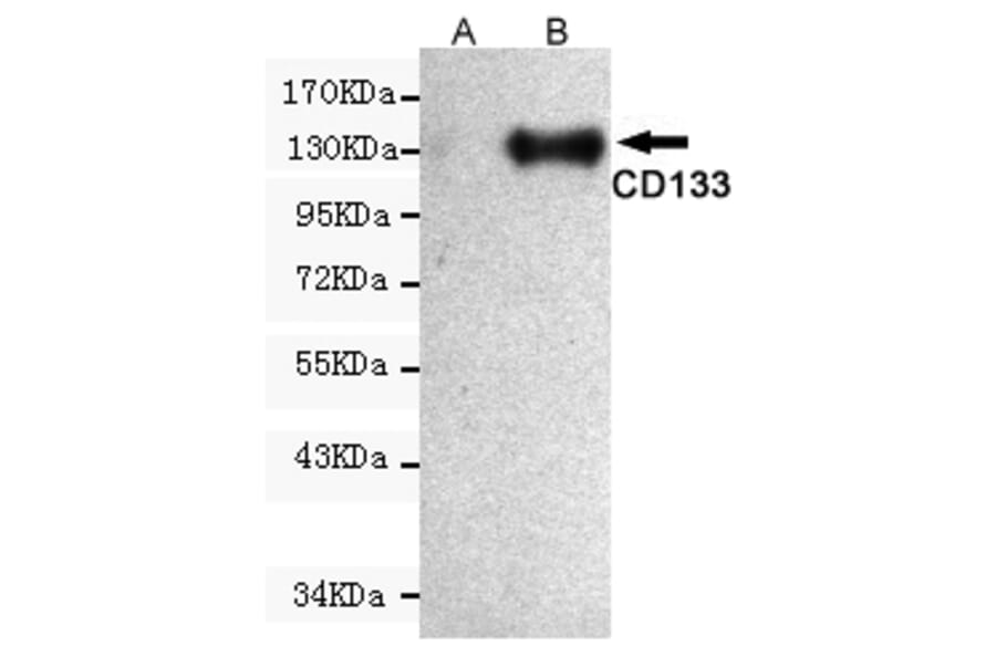 Western blot - Prominin-1 Monoclonal Antibody from Signalway Antibody (27208) - Antibodies.com