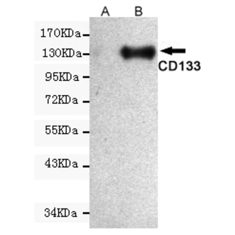 Western blot - Prominin-1 Monoclonal Antibody from Signalway Antibody (27208) - Antibodies.com