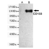 Western blot - Prominin-1 Monoclonal Antibody from Signalway Antibody (27208) - Antibodies.com