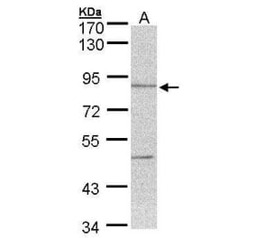 Thimet Oligopeptidase Antibody from Signalway Antibody (35415) - Antibodies.com