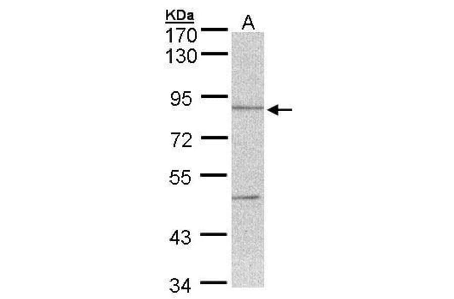 Thimet Oligopeptidase Antibody from Signalway Antibody (35415) - Antibodies.com