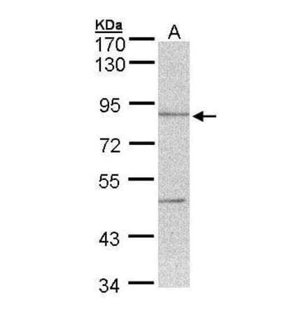 Thimet Oligopeptidase Antibody from Signalway Antibody (35415) - Antibodies.com