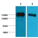 Western blot - EGFR Mouse Monoclonal Antibody from Signalway Antibody (38070) - Antibodies.com