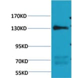 Western blot - eNOS Mouse Monoclonal Antibody from Signalway Antibody (38100) - Antibodies.com