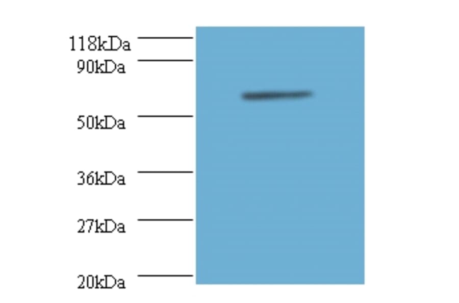 Annexin A6 Polyclonal Antibody from Signalway Antibody (42163) - Antibodies.com
