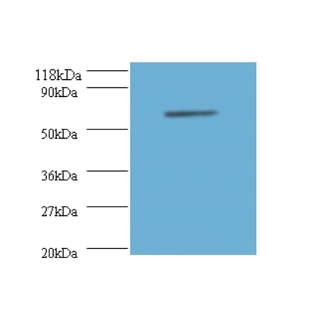 Annexin A6 Polyclonal Antibody from Signalway Antibody (42163) - Antibodies.com