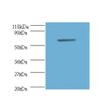 Annexin A6 Polyclonal Antibody from Signalway Antibody (42163) - Antibodies.com